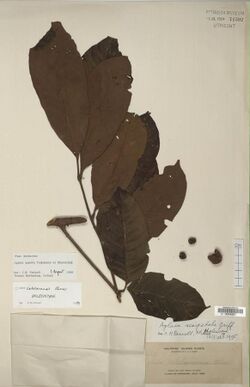 Herbarium specimen of "Aglaia sexipetala"