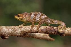 Amber Mountain chameleon (Calumma amber) male Montagne d’Ambre 2.jpg