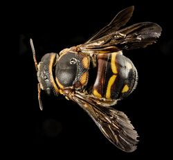 Anthidiellum perplexum, f, ga, baker, back 2015-01-07-14.11.19 ZS PMax (16009810083).jpg