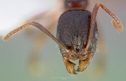 Aphaenogaster occidentalis casent0005725 head 1.jpg