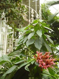 Aphelandra sinclairiana (Orange shrimp plant) (Panama Queen).JPG