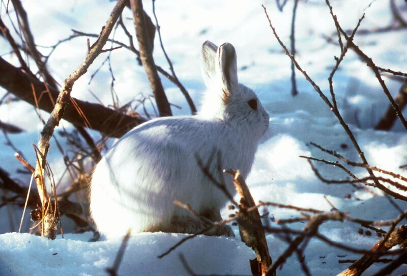 File:Arctic Hare.jpg
