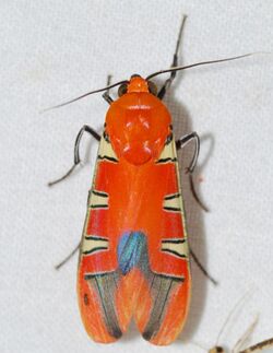 Arctiid Moth (Gorgonidia maronensis) (39547841705).jpg