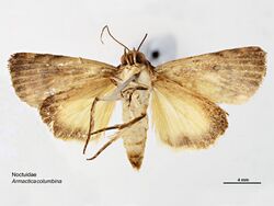 Armactica columbina ventral.jpg