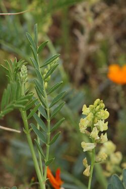 Astragalus douglasii 8102.JPG