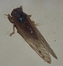 AustralianMuseum cicada specimen 01.JPG