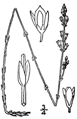 Bartonia virginica-linedrawing.jpg