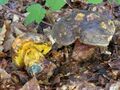 Boletus torosus 4.JPG