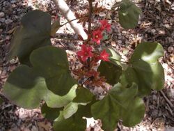 Brachychiton bidwillii flowers and foliage.jpg