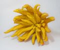 Buddhas hand 2.jpg