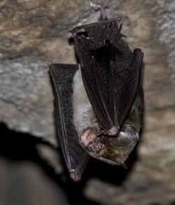 Cantor's Leaf-nosed bat (Hipposideros galeritus).jpg