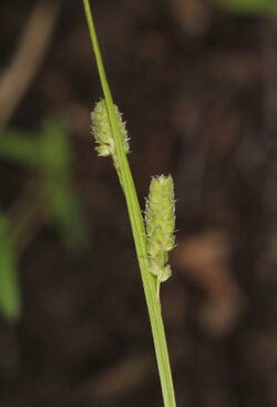 Carex swanii 23 June 2018 Will County, Illinois.jpg