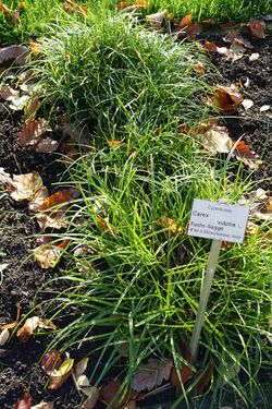 Carex vulpina - Botanischer Garten Braunschweig - Braunschweig, Germany - DSC04388.JPG
