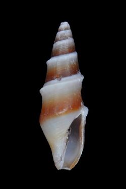Carinomitra peculiaris (MNHN-IM-2013-6168).jpeg