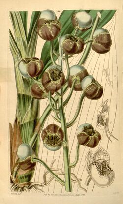 Catasetum globiflorum.jpg