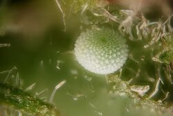 Celastrina argiolus egg.jpg