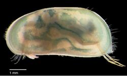 Chlamydotheca unispinosa (10.3897-zookeys.748.22323) Figure 2.jpg