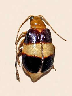 Chrysomelidae - Aulacophora dorsalis.JPG