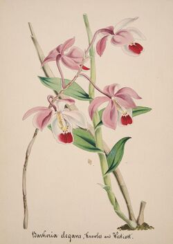 Collection d'orchidées (Pl. 49) (8385781217).jpg