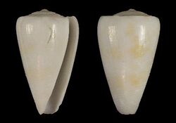 Conus ducphuongi 001.jpg