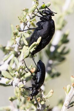 Female and male individuals of C. opaca, both black beetles on a shrub