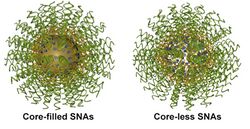 Core-filled and Core-less Spherical Nucleic Acids alt text