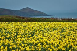 Cornwall Daffodils.jpg