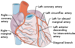 Coronary vessels, with annotated arteries.svg