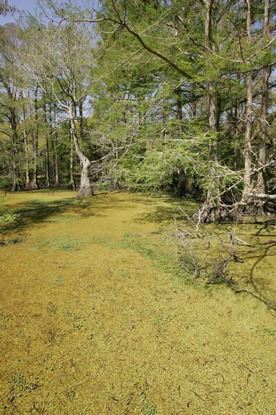 File:Curve of duckweed covered water edged with several bald cypress trees.JPG