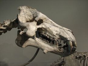 Daeodon skull.jpg