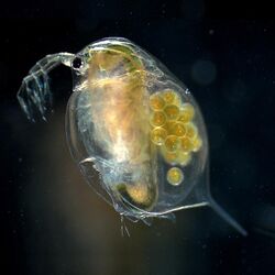 Daphnia magna-female adult.jpg