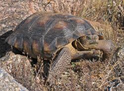 Desert tortoise turtle gopherus morafkai.jpg