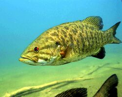 Smallmouth bass underwater