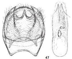 Ectoedemia phaeolepis male genitalia.JPG