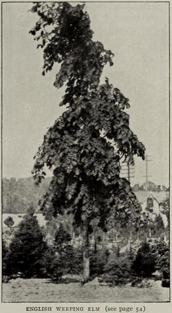 English weeping elm (Ulmus campestris microphylla pendula).jpg