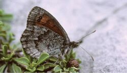 Erebia calcaria - Nature Conservation-001-073-g038.jpg