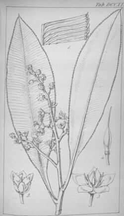 Euthemis leucocarpa Hookers Icones Plantarum 711.jpg