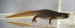 Newt under water seen from side