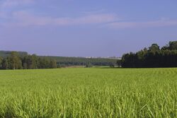 A green field of plants looking like metre high grass, surrounded by woodland with urban buildings on the far horizon