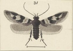 Fig 31 MA I437913 TePapa Plate-LII-The-butterflies full (cropped).jpg
