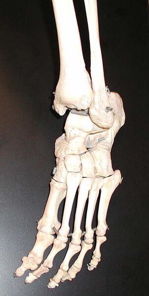 File:Foot bones.jpg