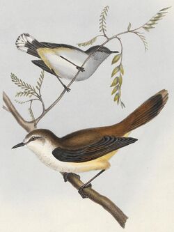 Gerygone flaviventris - 1845-1848 - Print - Iconographia Zoologica - Special Collections University of Amsterdam - UBA01 IZ16200216.jpg