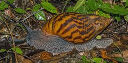 Giant tiger land snail (Achatina achatina) Ghana.jpg