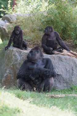 Gorillafamily.JPG