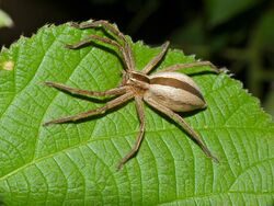 Grass Huntsman Spider (Pseudomicrommata longipes) (12884996904).jpg