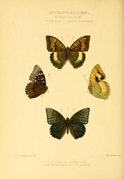 GroseSmithKirby1891RhopExotNymphalidaeEuthaliaVDichorrhagia.jpg