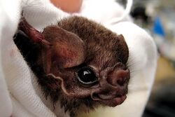 Hairy-legged vampire bat, Diphylla ecaudata (closeup).jpg