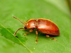 Handsome Fungus Beetle (42027413634).jpg