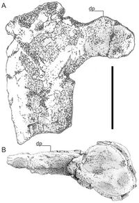 Hatzegopteryx humerus.jpg