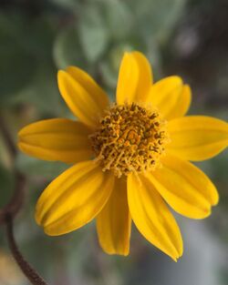 Heliopsis longipes flor.jpg